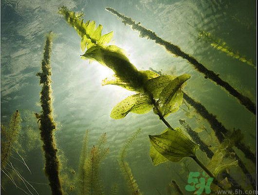 海帶用冷水泡還是熱水泡發(fā)？海帶怎么泡才不會發(fā)硬？