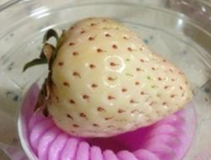 懷孕初期能吃菠蘿莓嗎？懷孕5個月可以吃菠蘿莓嗎？