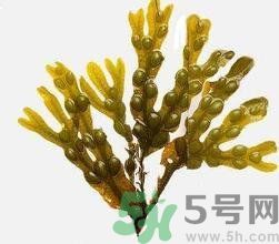 哪種海帶吃起來比較好？海帶有什么類別？