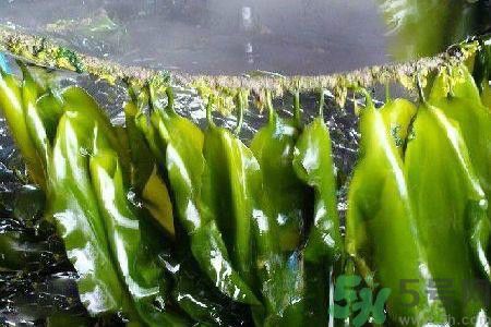 哪種海帶吃起來比較好？海帶有什么類別？