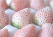 寶寶能吃菠蘿莓嗎？嬰幼兒能吃菠蘿莓嗎？
