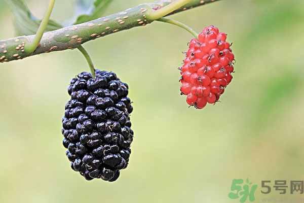 哺乳期能不能吃桑葚？桑葚產(chǎn)婦能吃嗎？