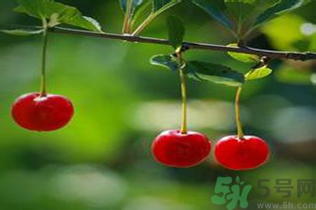 痛風(fēng)可以吃櫻桃嗎？痛風(fēng)吃櫻桃好嗎？
