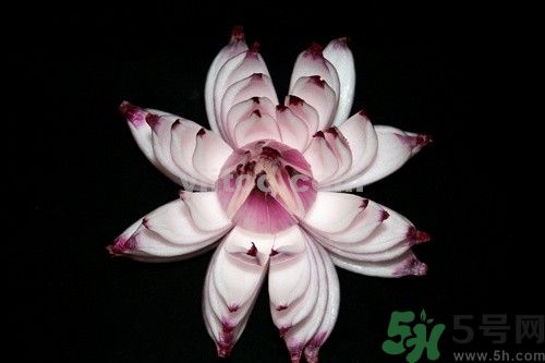 洋蔥可以包餃子嗎？洋蔥怎么做餃子餡？