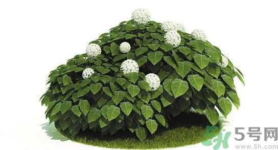 吸收毒氣的植物有哪些？凈化空氣的植物有哪些？