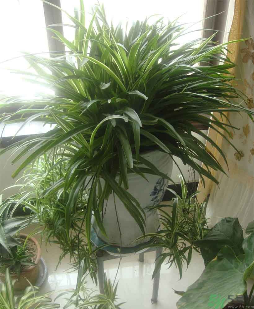 吸收毒氣的植物有哪些？凈化空氣的植物有哪些？