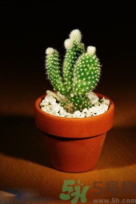 吸收毒氣的植物有哪些？凈化空氣的植物有哪些？