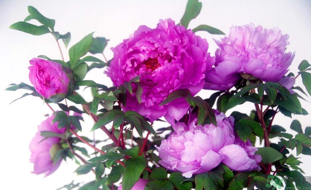 牡丹的花語(yǔ)是什么？牡丹的寓意是什么？