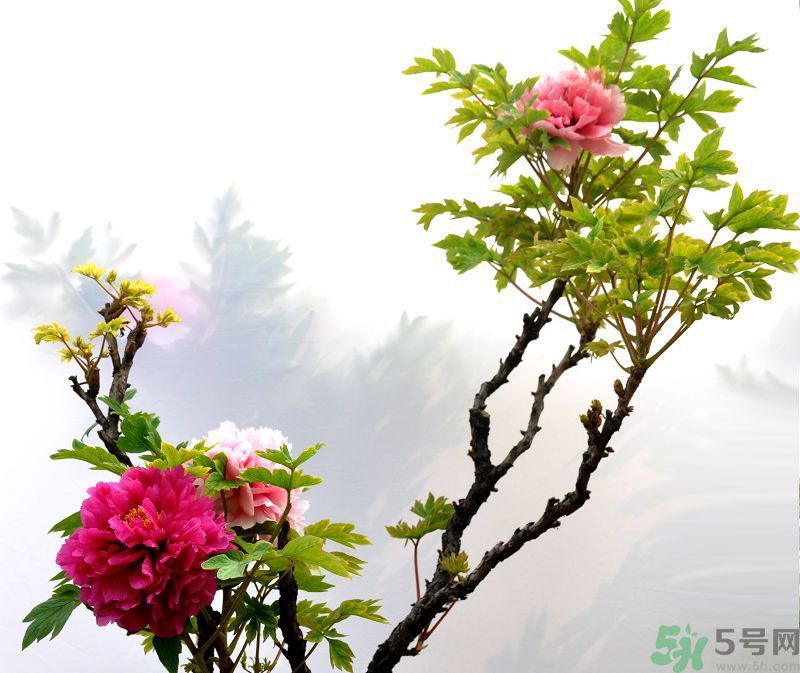 牡丹的花語(yǔ)是什么？牡丹的寓意是什么？