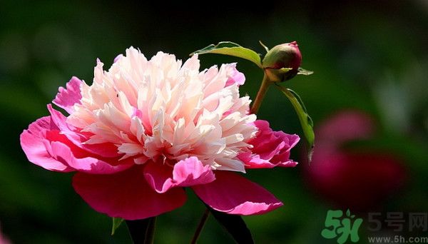 牡丹花可以吃嗎？牡丹花怎么做好吃？