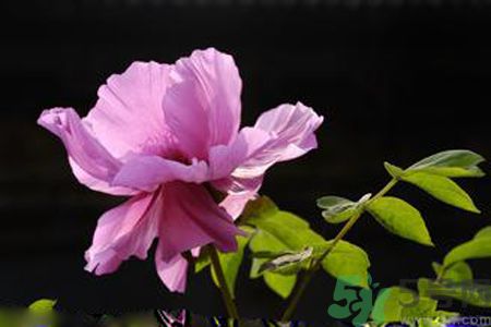 牡丹花可以吃嗎？牡丹花怎么做好吃？