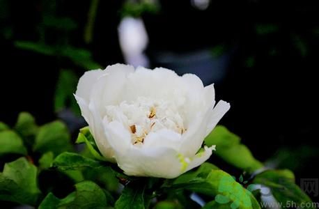 牡丹花可以吃嗎？牡丹花怎么做好吃？