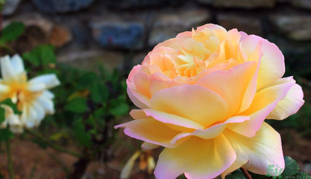 牡丹花茶可以美白嗎？喝牡丹花可以美白嗎？