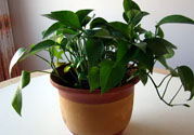 可以吸毒氣的植物有哪些？?jī)艋諝獾闹参镉心男?><p><strong>可以吸毒氣的植物有哪些？?jī)艋諝獾闹参镉心男?/strong></p></a></li> </ul>
</div>
<div   id=