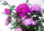 牡丹花可以吃嗎？牡丹花怎么做好吃？
