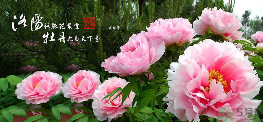 洛陽牡丹文化節(jié)活動(dòng)有哪些？洛陽牡丹文化節(jié)門票是多少？
