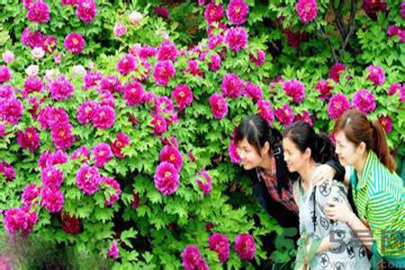 洛陽牡丹文化節(jié)活動(dòng)有哪些？洛陽牡丹文化節(jié)門票是多少？