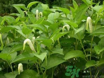 魚腥草可以止咳嗎？魚腥草止咳的辦法有哪些？