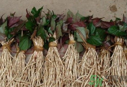 烏藥能和魚腥草一起泡茶喝嗎？烏藥和魚腥草一起吃好不好？