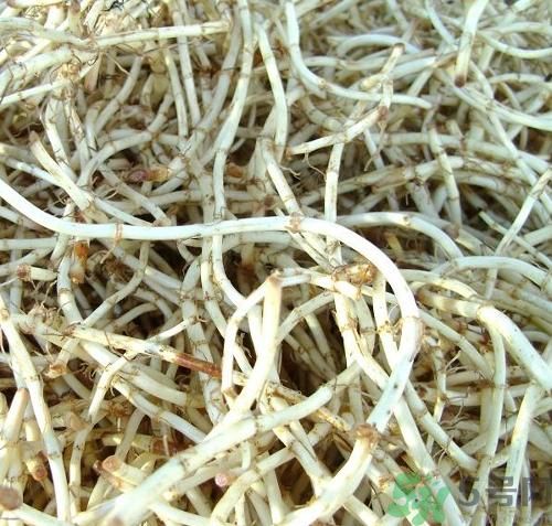 烏藥能和魚腥草一起泡茶喝嗎？烏藥和魚腥草一起吃好不好？