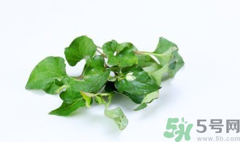 魚腥草可以抗輻射嗎？魚腥草怎么防輻射？