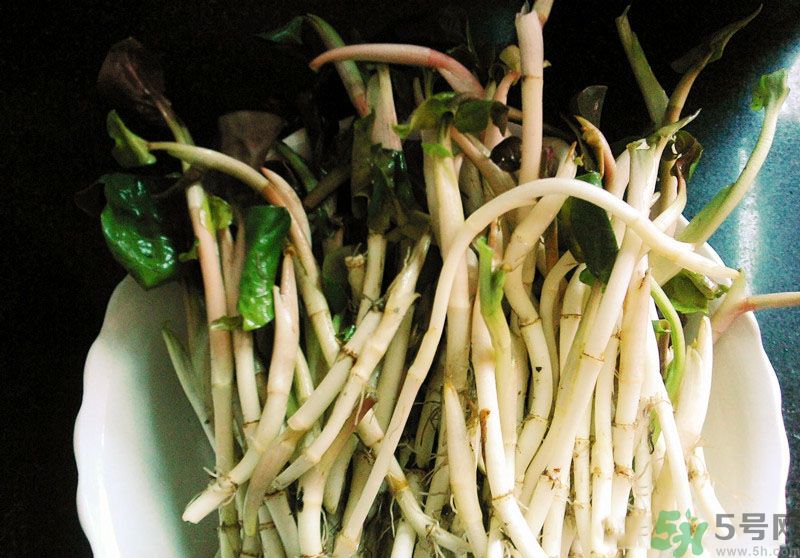 魚腥草可以抗輻射嗎？魚腥草怎么防輻射？