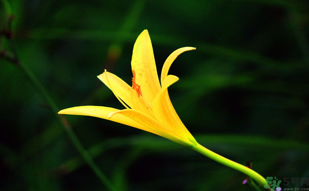 黃花菜可以治療抑郁癥嗎？?jī)蓢嶞S花菜治好了抑郁癥是真的嗎？