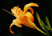 黃花菜可以治療抑郁癥嗎？兩噸黃花菜治好了抑郁癥是真的嗎？