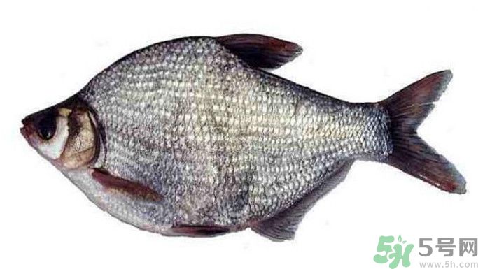 武昌魚是鳊魚嗎？武昌魚和鳊魚區(qū)別哪個好吃？