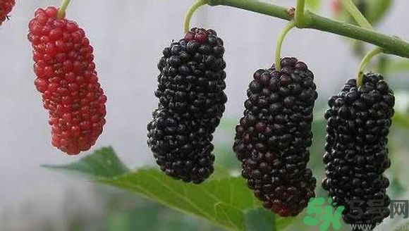 膽囊炎能吃桑葚嗎？膽囊炎吃桑葚好嗎？