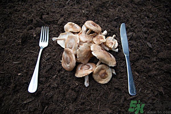 菇類的營養(yǎng)價值有哪些？怎樣挑選優(yōu)質(zhì)的菇類？