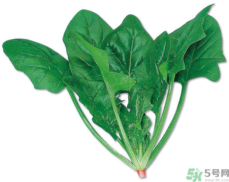 菠菜可以炒韭菜嗎？菠菜和韭菜一起吃怎么樣？