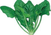 菠菜可以炒韭菜嗎？菠菜和韭菜一起吃怎么樣？