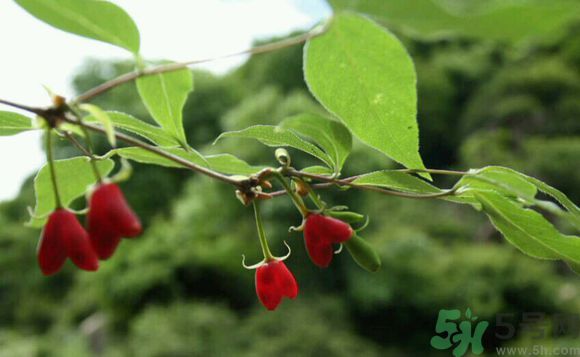杈杷果好吃嗎？杈杷果的營(yíng)養(yǎng)價(jià)值與功效
