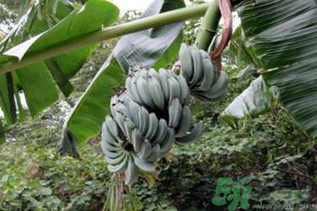 牛奶蕉是發(fā)物嗎？牛奶蕉是不是發(fā)物？