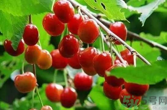 櫻桃是溫性的還是熱性的？櫻桃是溫性的嗎？