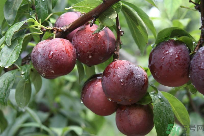 月經(jīng)期間可以吃李子嗎？月經(jīng)期間吃李子好嗎？