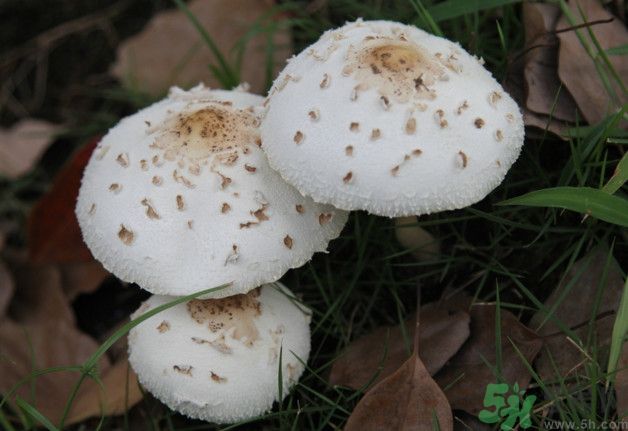 蘑菇能生吃嗎？蘑菇生吃會(huì)中毒嗎？