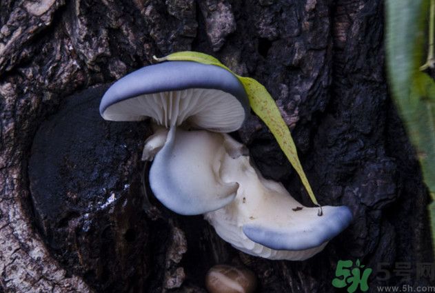 蘑菇能生吃嗎？蘑菇生吃會(huì)中毒嗎？