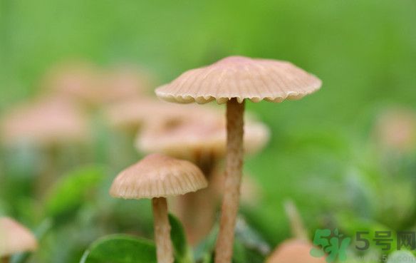 蘑菇能生吃嗎？蘑菇生吃會(huì)中毒嗎？