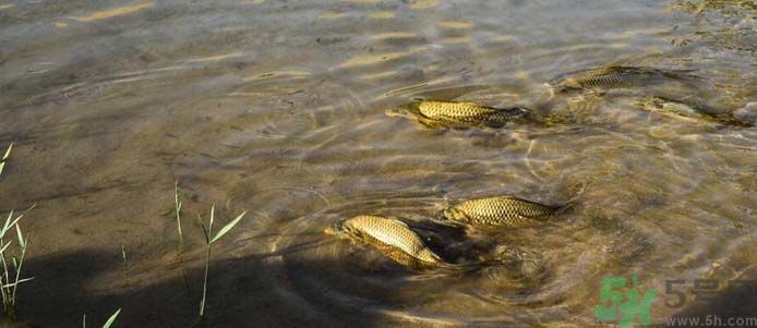 月牙泉再現(xiàn)鐵背魚 什么是鐵背魚？