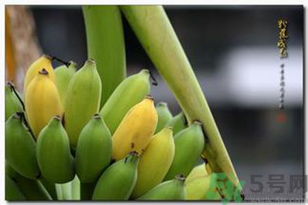 牛奶蕉可以減肥嗎？牛奶蕉怎么吃減肥？
