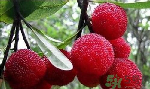 寶寶可以吃楊梅嗎？寶寶多大可以吃楊梅？