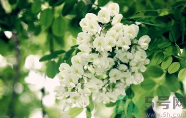 槐花怎么做好吃？槐花的做法有哪些？