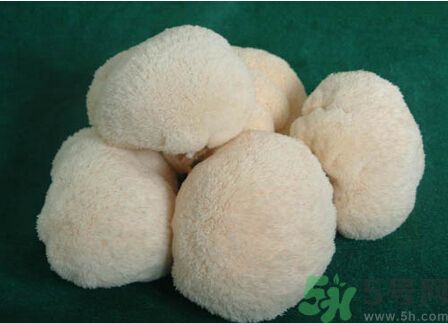 吃猴頭菇有什么好處？猴頭菇有什么營養(yǎng)價值？