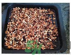猴頭菇粉怎么做？猴頭菇餅干怎么做？
