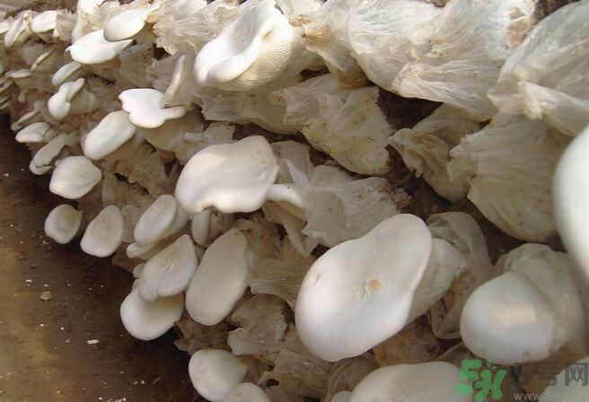 白靈菇和杏鮑菇有什么區(qū)別？白靈菇有什么營(yíng)養(yǎng)價(jià)值？