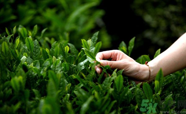 立夏喝什么茶好？立夏不能喝什么茶？