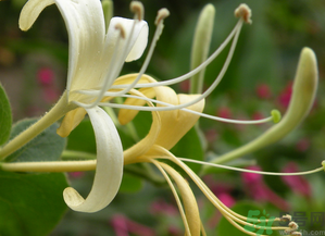 金銀花是開(kāi)花的好還是不開(kāi)花的好?.png