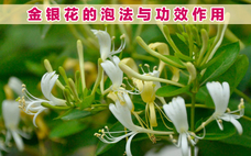 金銀花會拉肚子嗎 金銀花拉肚子能喝嗎